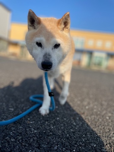 ちよ丸の写真