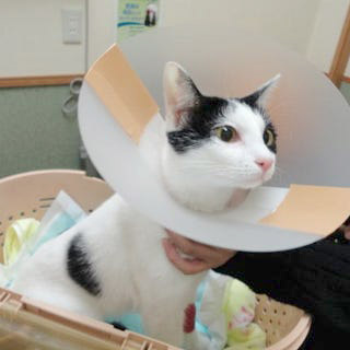 手術後 お返し写真
