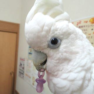 診察写真