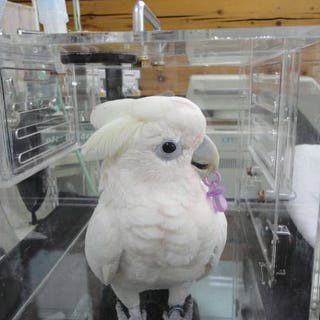 麻酔写真