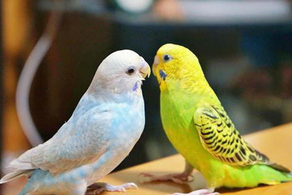 エキゾチック診療対応 鳥類