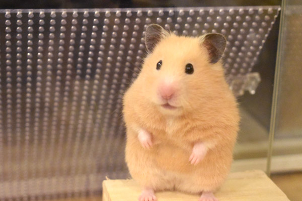 エキゾチック診療対応 ハムスター