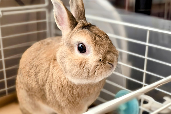エキゾチック診療対応 ウサギ